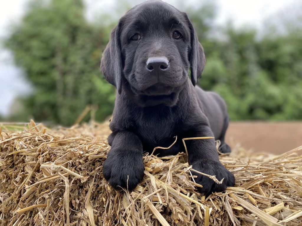 De La Petite Cauviniere - Chiot disponible  - Labrador Retriever