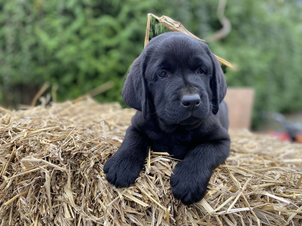 De La Petite Cauviniere - Chiot disponible  - Labrador Retriever