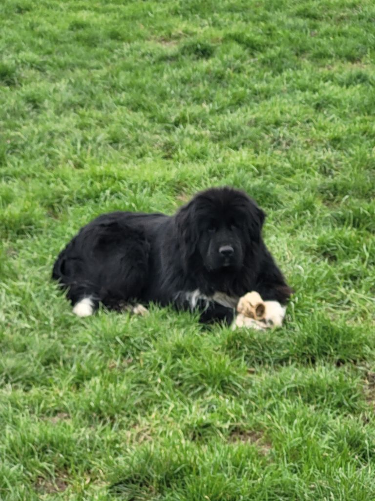 Ruby De La Petite Cauviniere