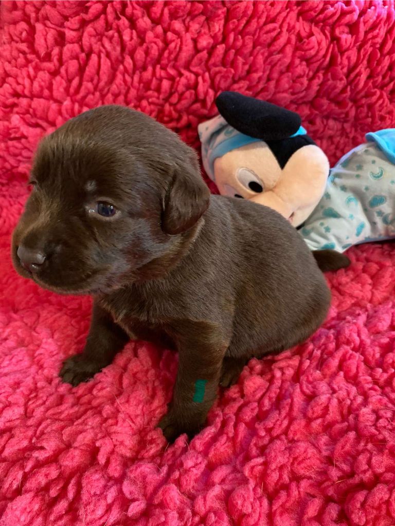 De La Petite Cauviniere - Labrador Retriever - Portée née le 12/09/2024