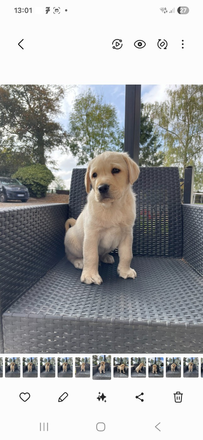 De La Petite Cauviniere - Chiots disponibles - Labrador Retriever