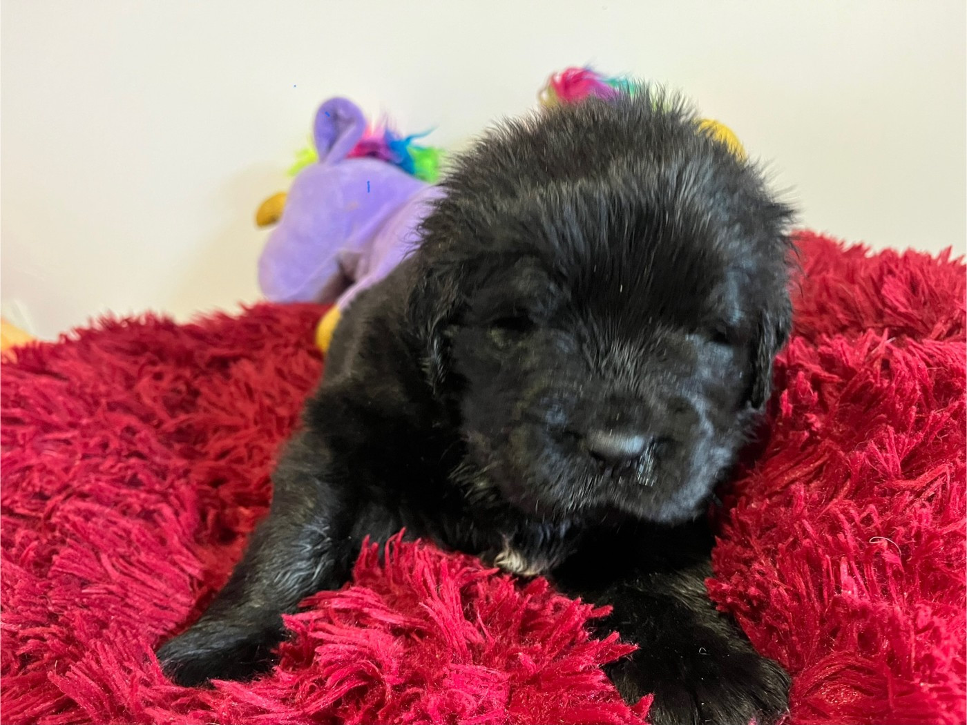 De La Petite Cauviniere - Chiots disponibles - Terre-neuve