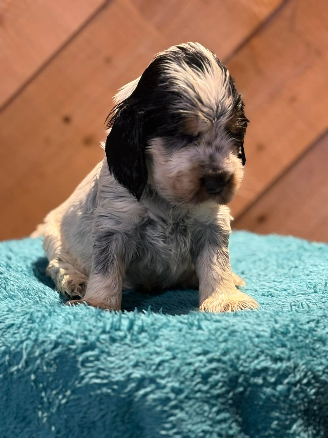 De La Petite Cauviniere - Chiots disponibles - Cocker Spaniel Anglais