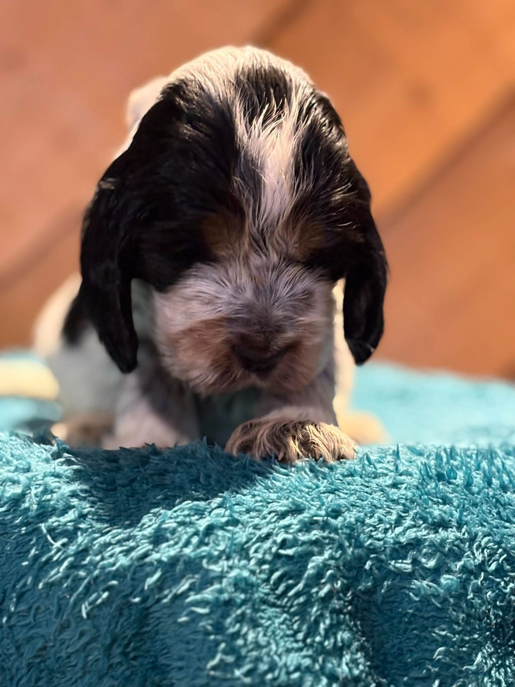 De La Petite Cauviniere - Chiots disponibles - Cocker Spaniel Anglais