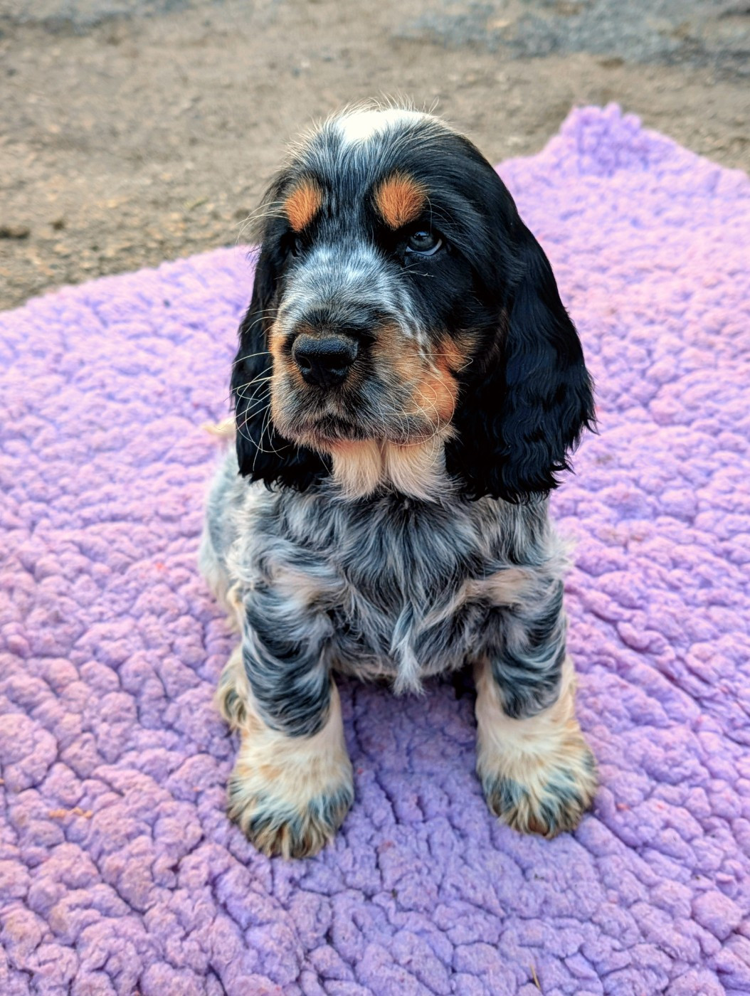 De La Petite Cauviniere - Chiots disponibles - Cocker Spaniel Anglais