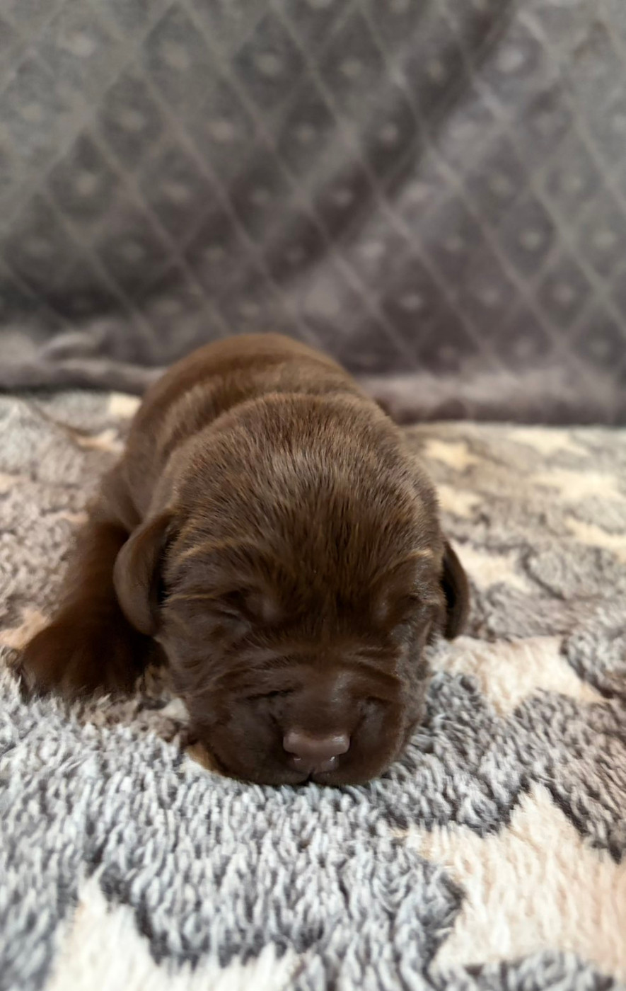 De La Petite Cauviniere - Chiots disponibles - Labrador Retriever