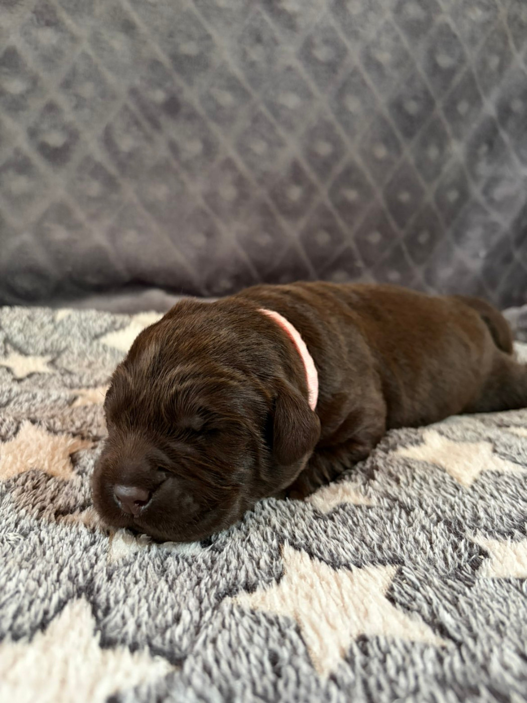De La Petite Cauviniere - Chiots disponibles - Labrador Retriever