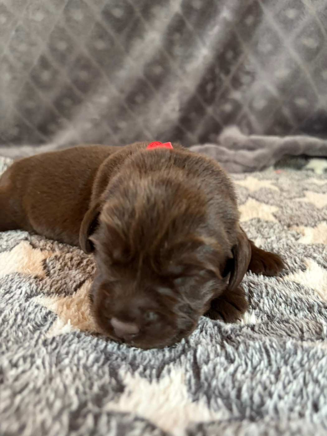 De La Petite Cauviniere - Chiots disponibles - Labrador Retriever