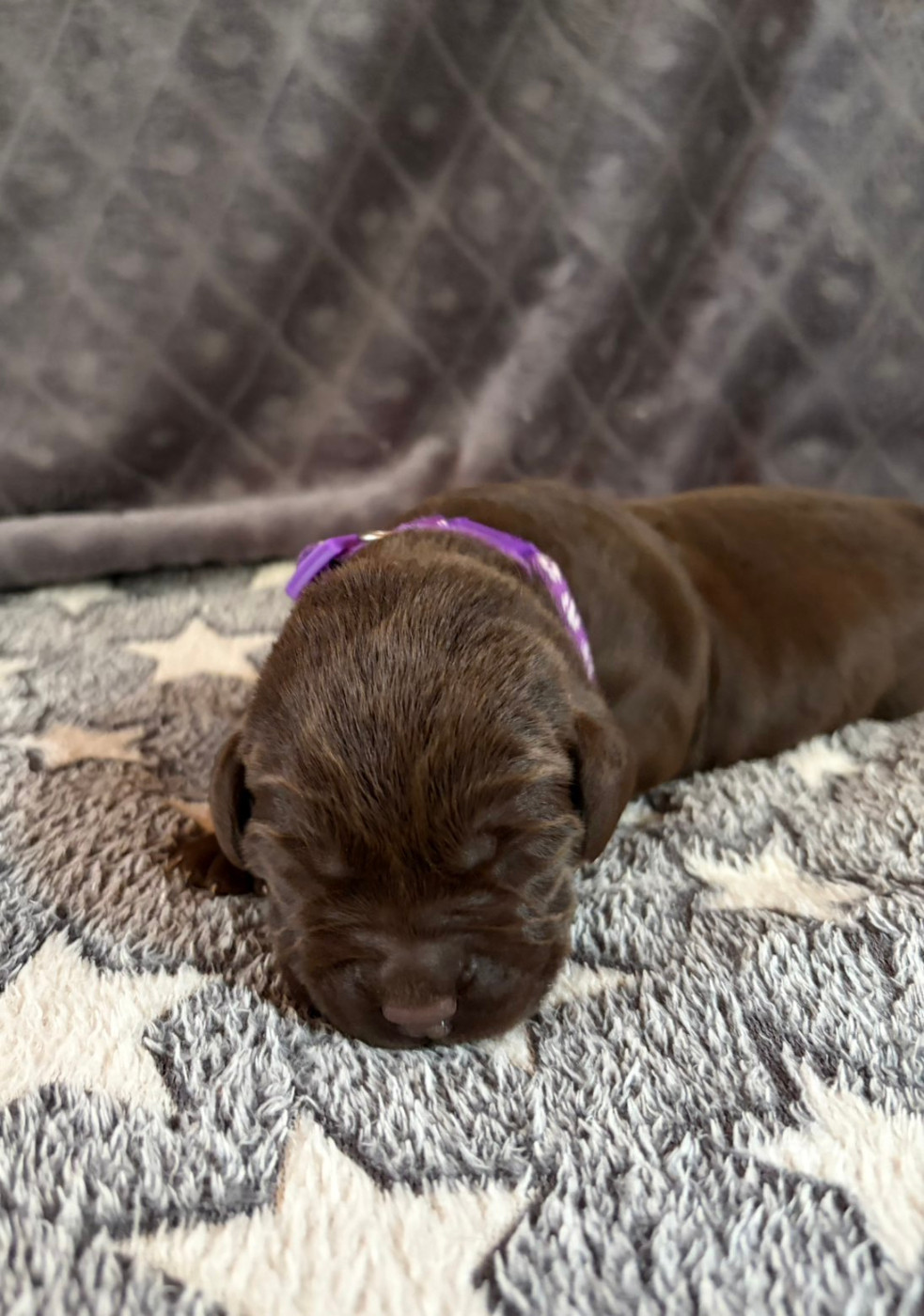 De La Petite Cauviniere - Chiots disponibles - Labrador Retriever
