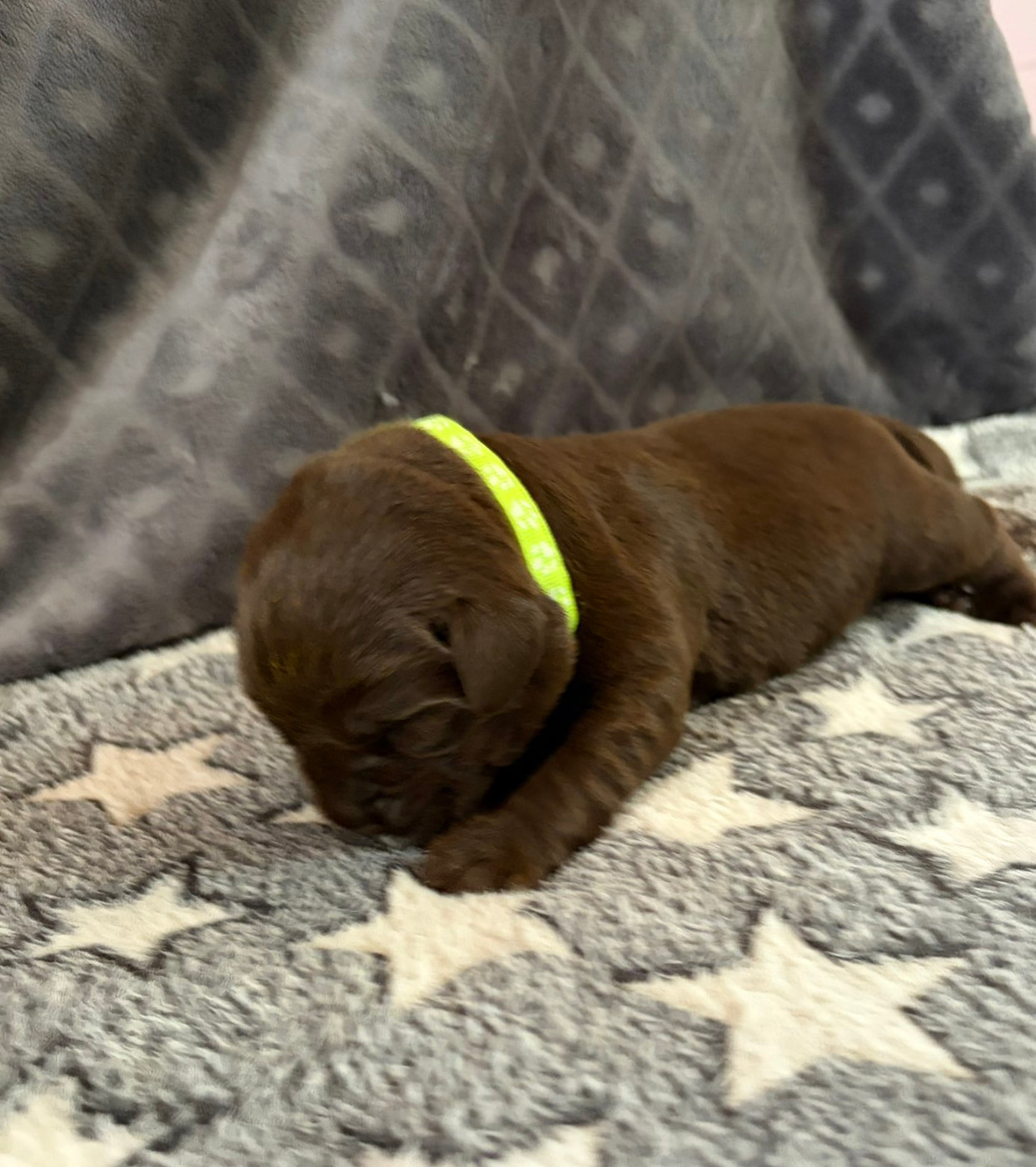 De La Petite Cauviniere - Chiots disponibles - Labrador Retriever
