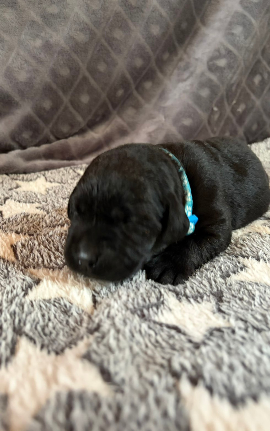 De La Petite Cauviniere - Chiots disponibles - Labrador Retriever