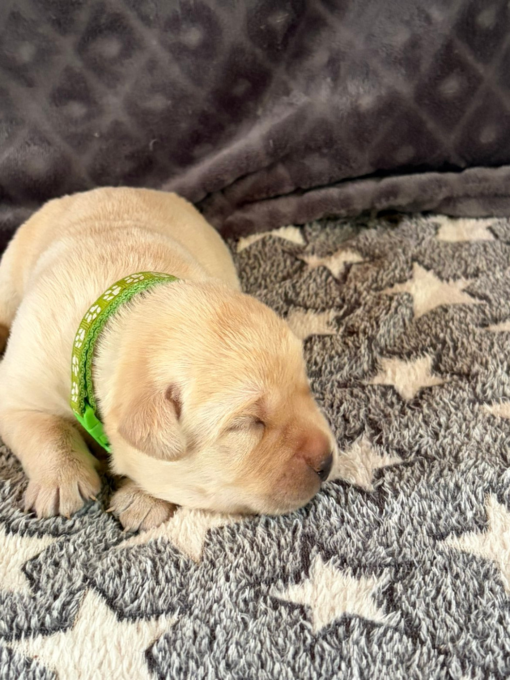 De La Petite Cauviniere - Chiots disponibles - Labrador Retriever