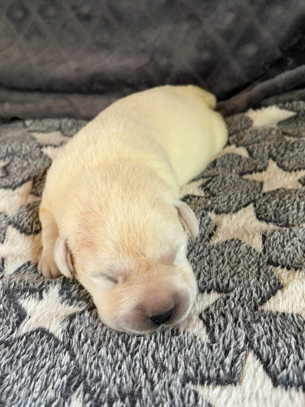 De La Petite Cauviniere - Chiots disponibles - Labrador Retriever