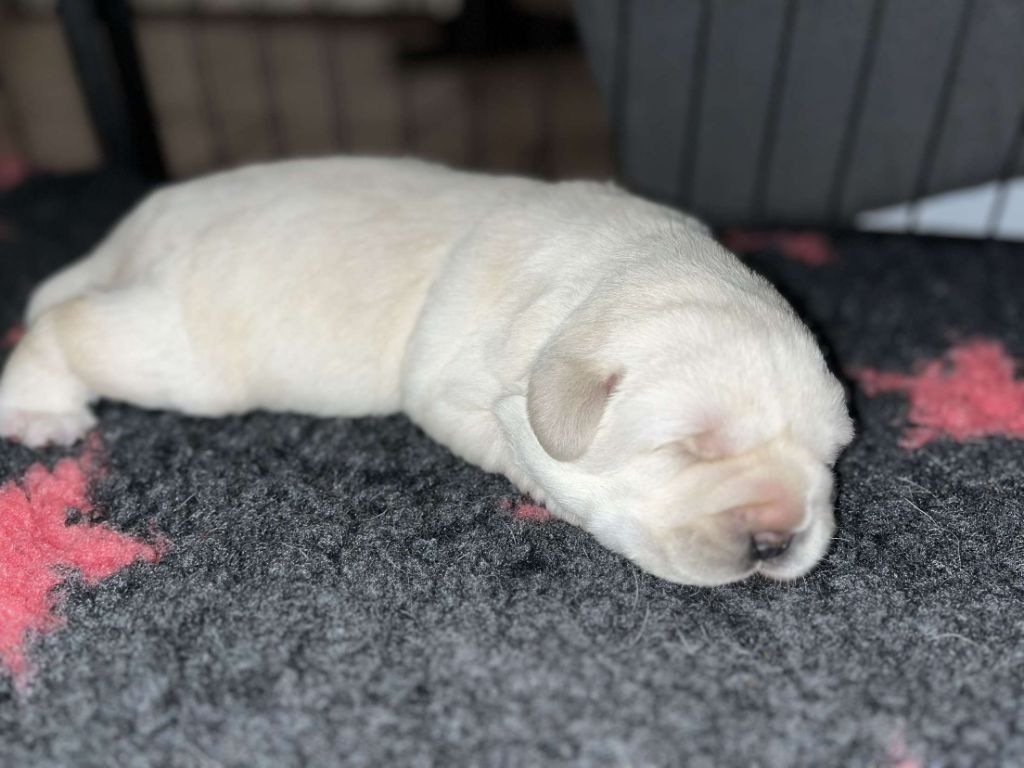 De La Petite Cauviniere - Chiots disponibles - Labrador Retriever