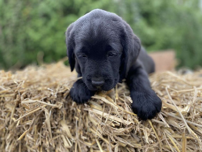 CHIOT 6