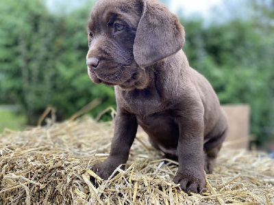 CHIOT 2
