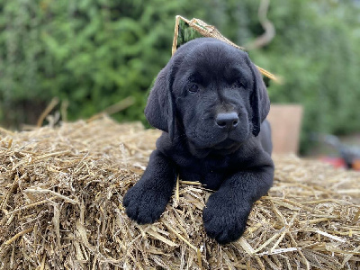 CHIOT 8