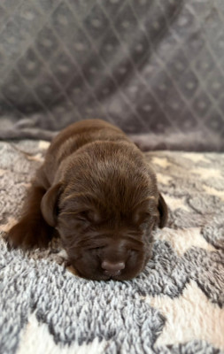 Chiot N°3