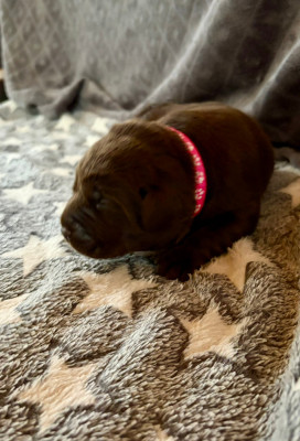 Chiot N°5