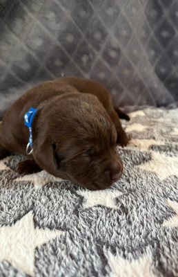 Chiot N°2