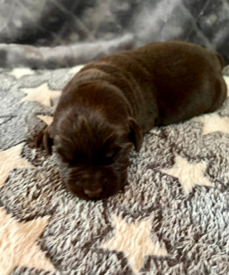 Chiot N°7