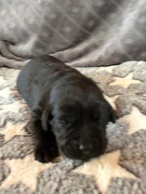 Chiot N°10