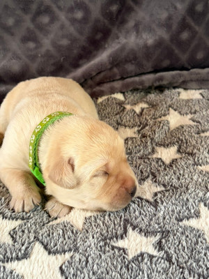 CHIOT 2