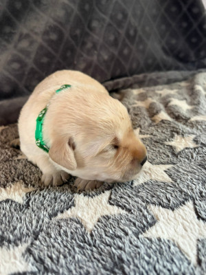 CHIOT 1