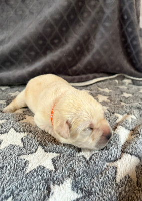 CHIOT 3