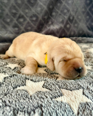 CHIOT 4