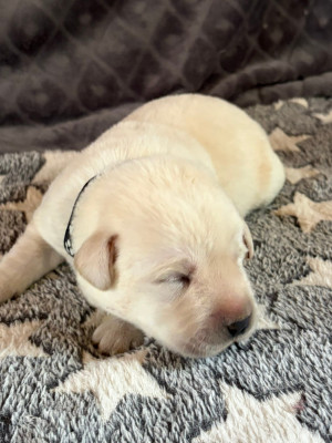CHIOT 5