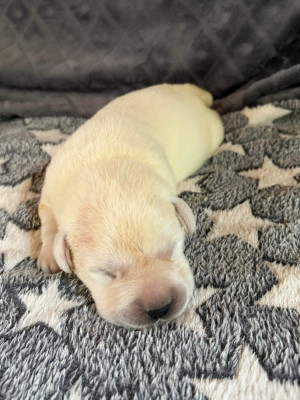 CHIOT 6