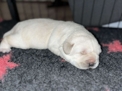 CHIOT 2