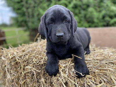CHIOT 4