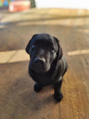 CHIOT 9