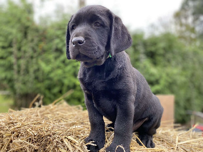 CHIOT 1