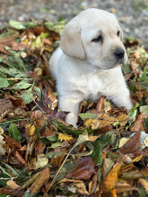 CHIOT 3